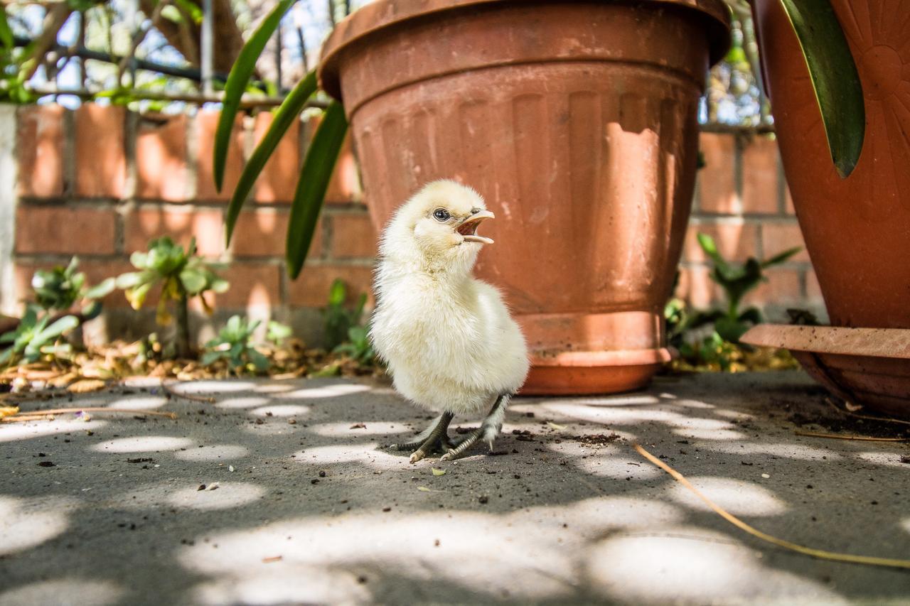 Il Gallo Con Gli Stivali Termoli Exteriér fotografie