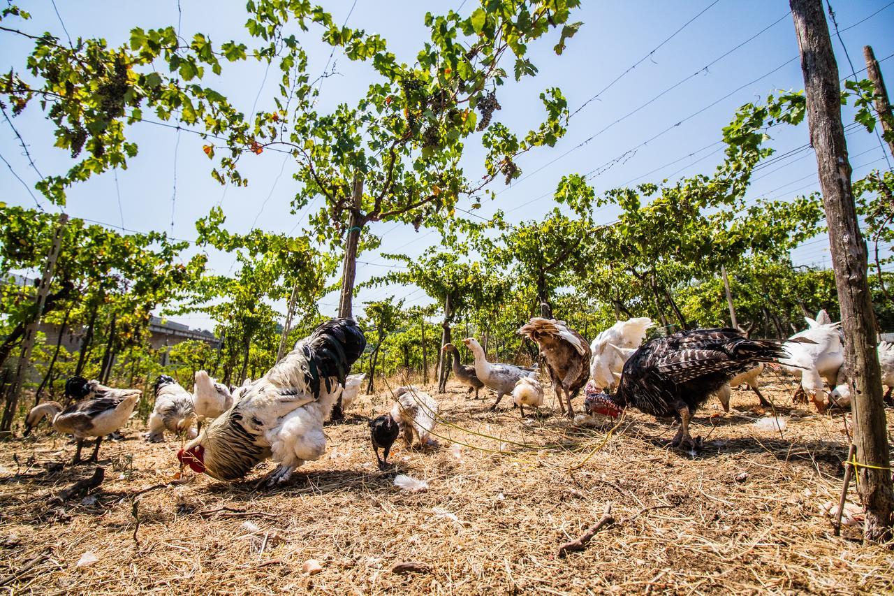 Il Gallo Con Gli Stivali Termoli Exteriér fotografie