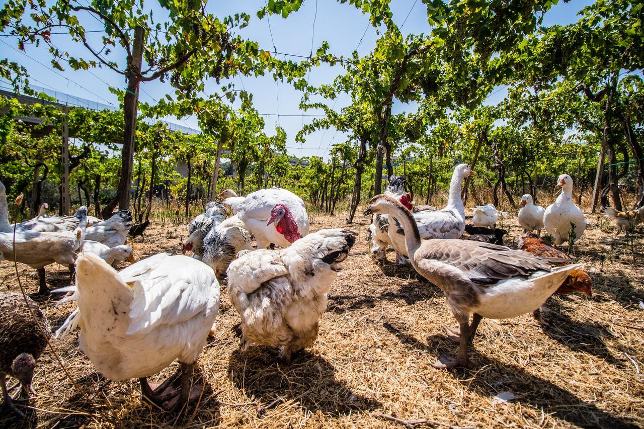 Il Gallo Con Gli Stivali Termoli Exteriér fotografie