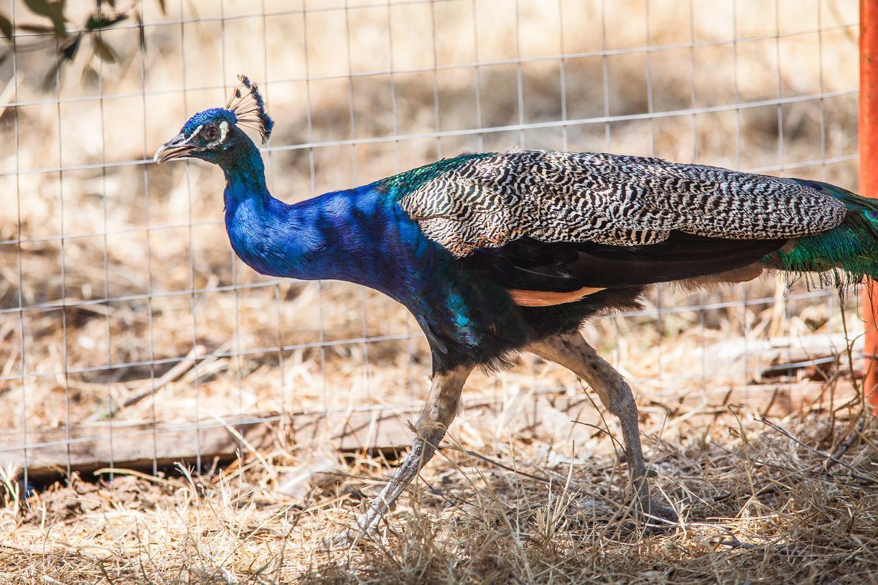 Il Gallo Con Gli Stivali Termoli Exteriér fotografie