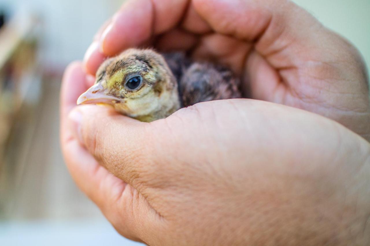 Il Gallo Con Gli Stivali Termoli Exteriér fotografie