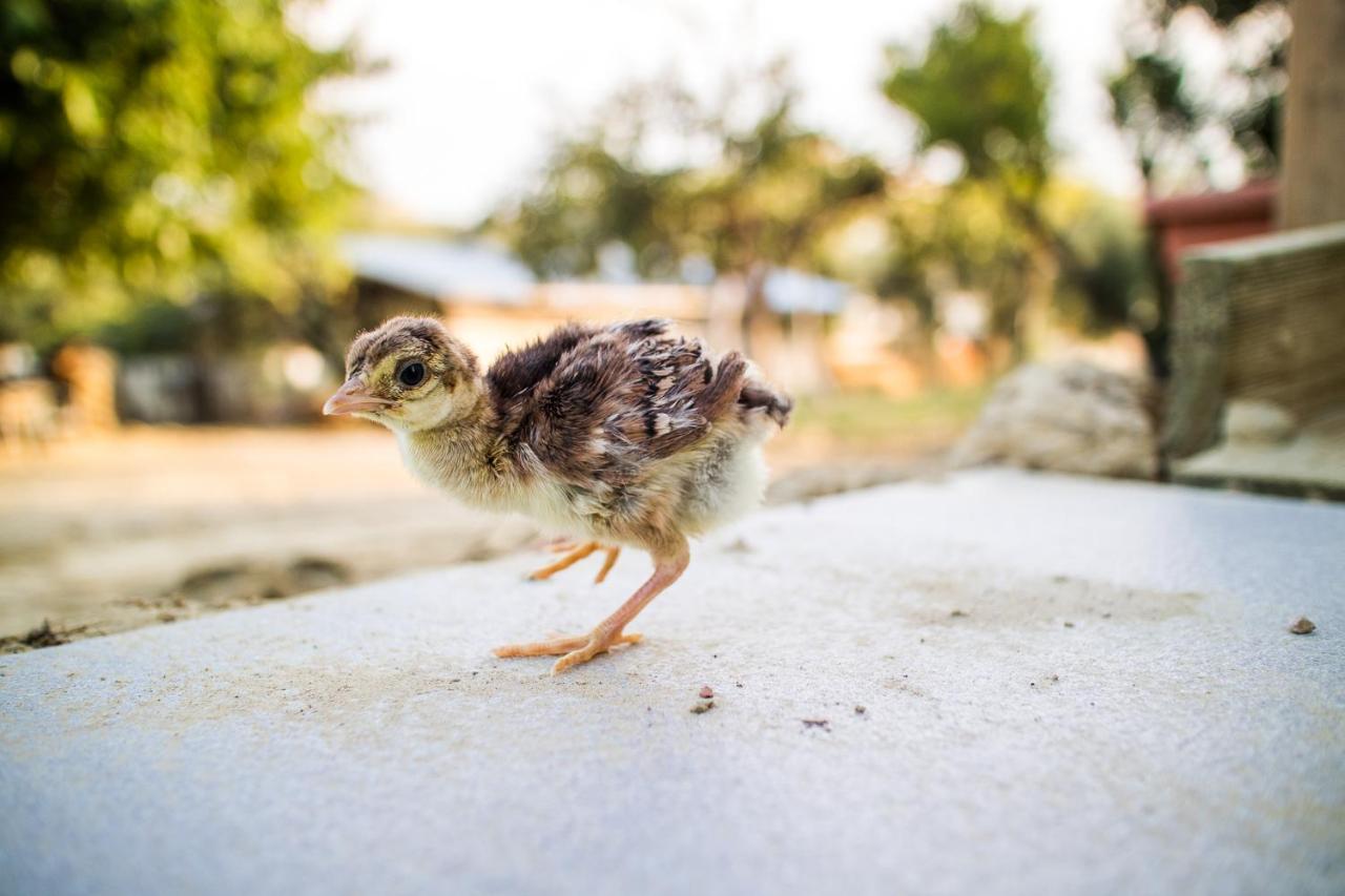 Il Gallo Con Gli Stivali Termoli Exteriér fotografie