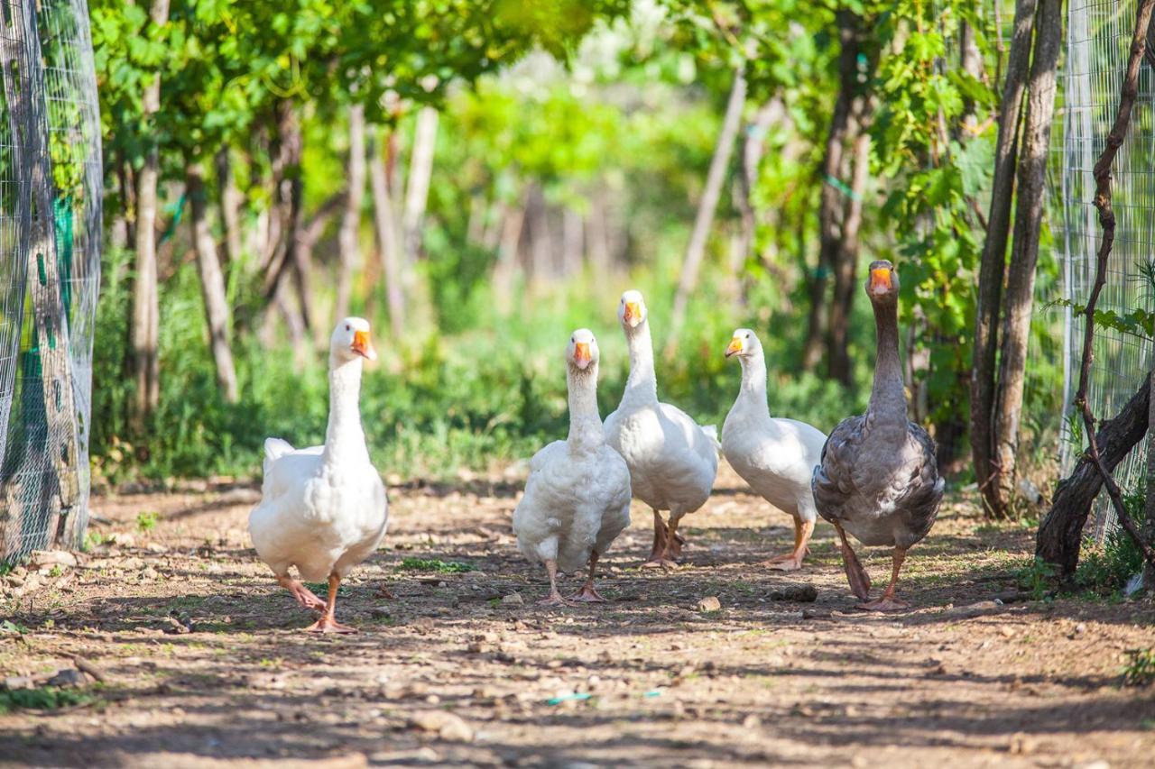 Il Gallo Con Gli Stivali Termoli Exteriér fotografie