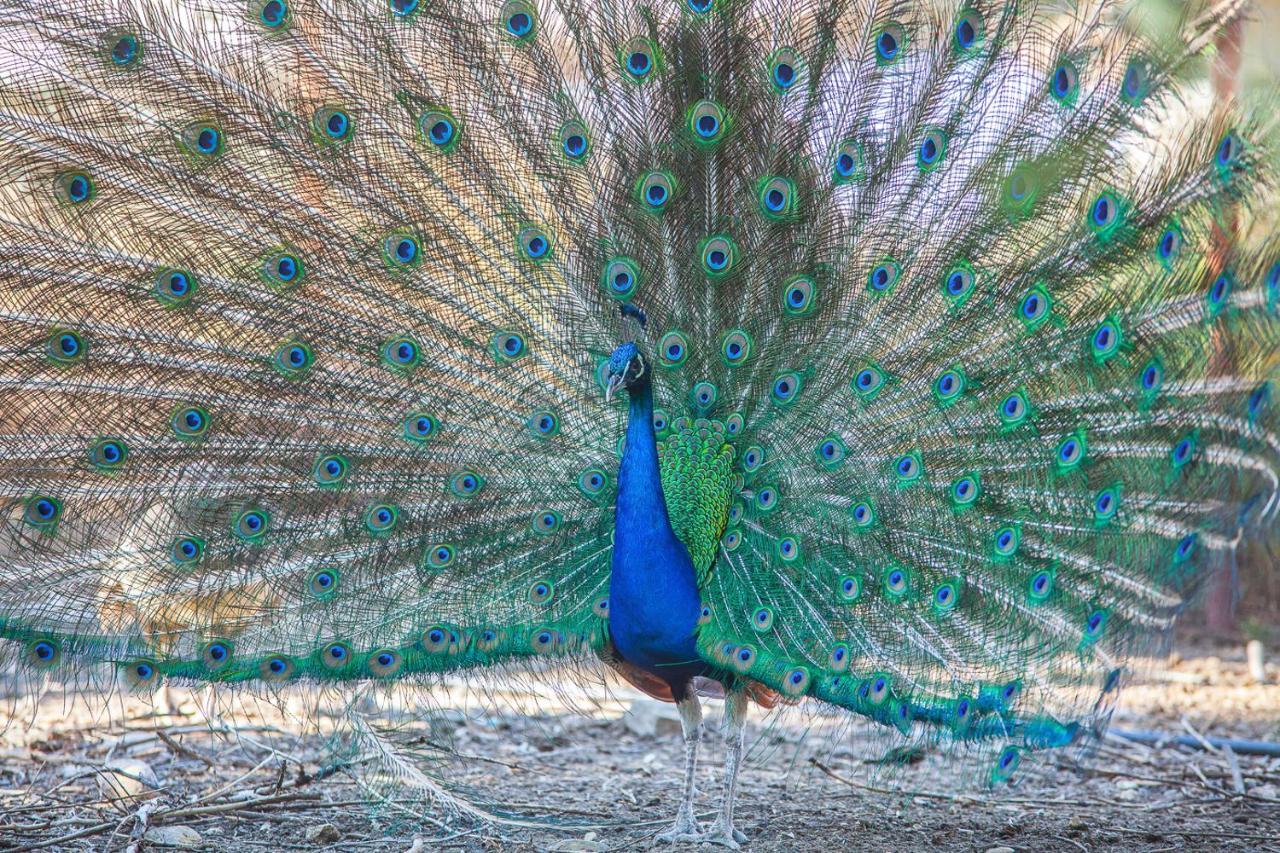 Il Gallo Con Gli Stivali Termoli Exteriér fotografie