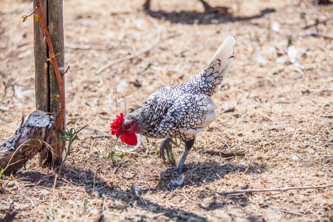 Il Gallo Con Gli Stivali Termoli Exteriér fotografie