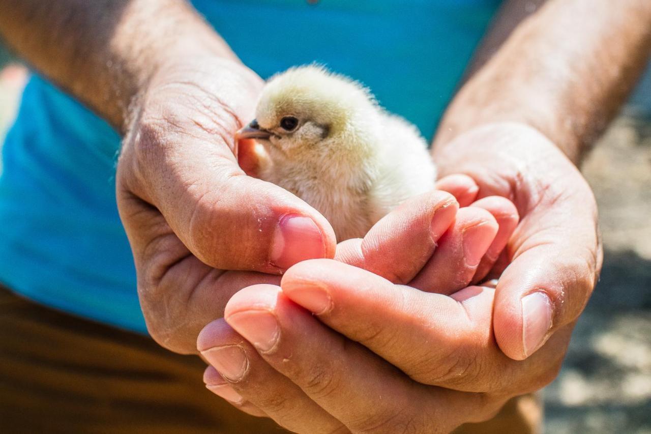 Il Gallo Con Gli Stivali Termoli Exteriér fotografie