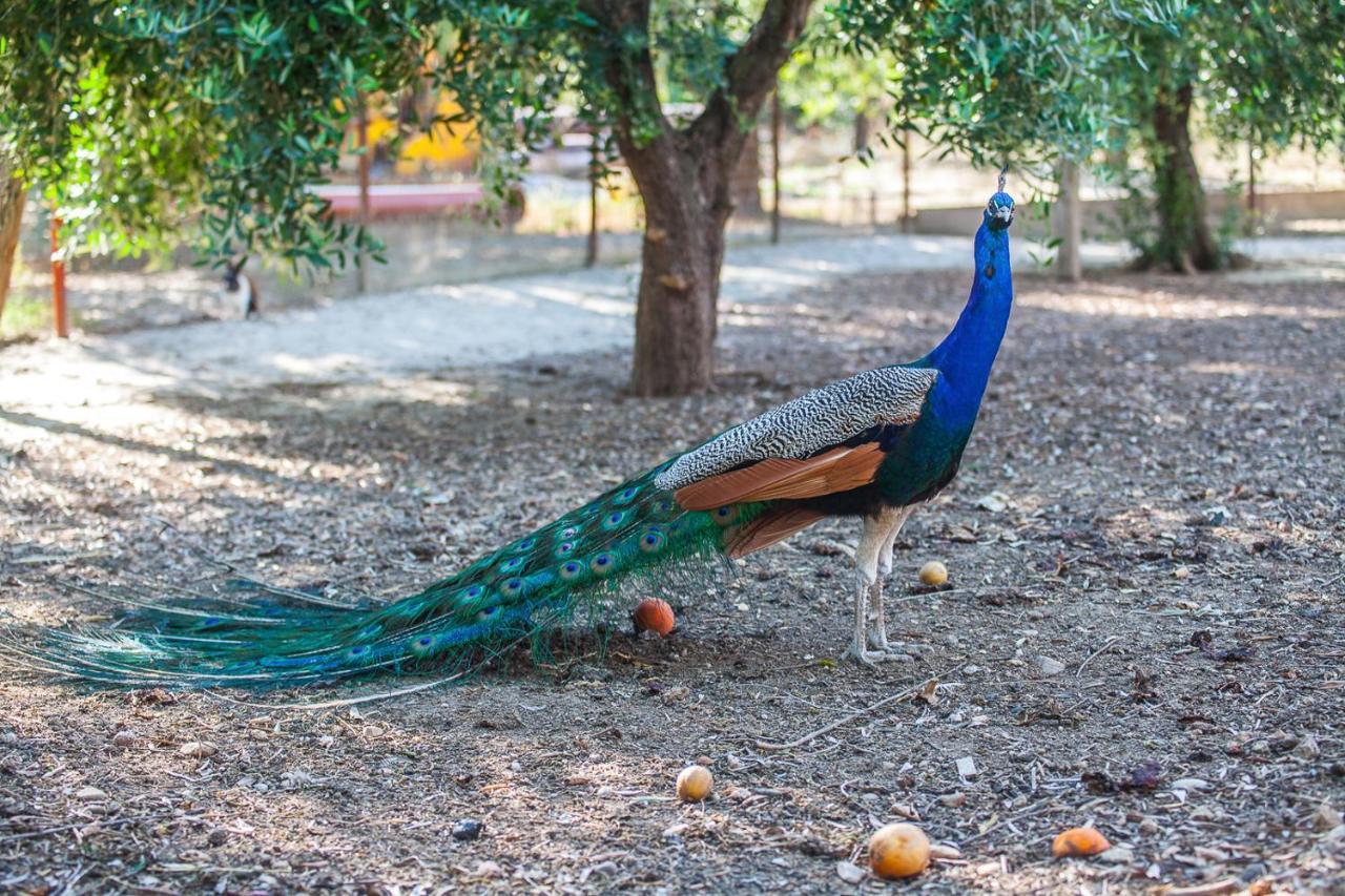 Il Gallo Con Gli Stivali Termoli Exteriér fotografie