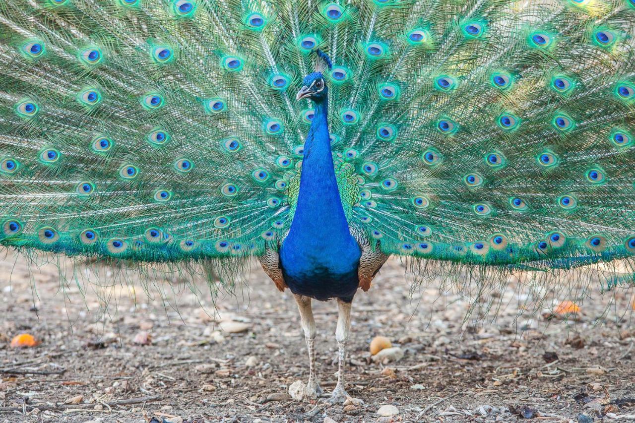 Il Gallo Con Gli Stivali Termoli Exteriér fotografie