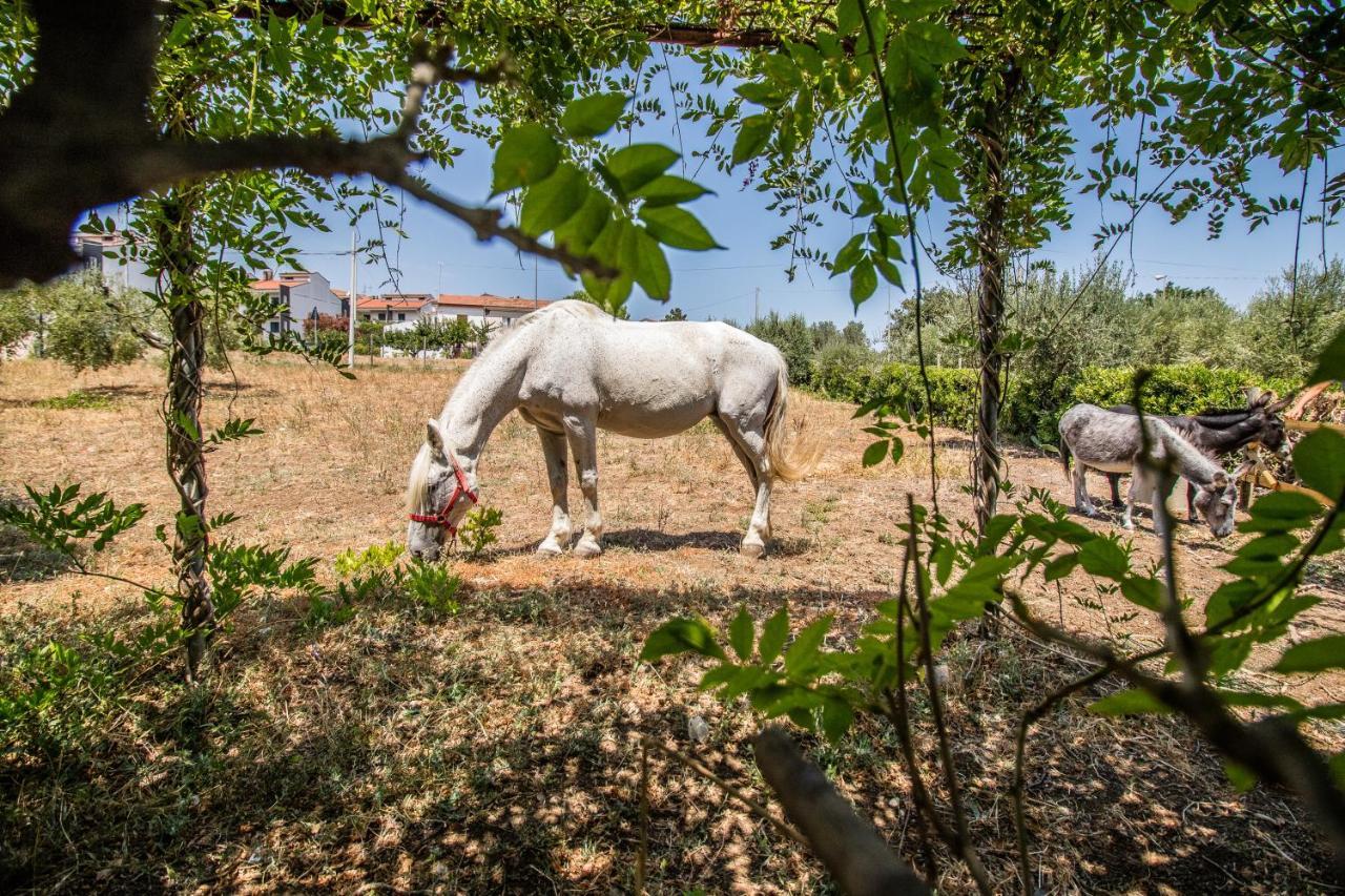 Il Gallo Con Gli Stivali Termoli Exteriér fotografie